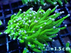 画像1: 【送料無料対象商品】【サンゴ】【通販】トーチコーラル（Full metallic Green）（個体販売）No.18（生体）（サンゴ） (1)