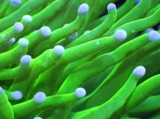 画像2: 【送料無料対象商品】【サンゴ】【通販】トーチコーラル（Full metallic Green）（個体販売）No.18（生体）（サンゴ） (2)