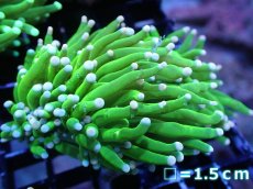 画像1: 【送料無料対象商品】【サンゴ】【通販】トーチコーラル（Full metallic Green）（個体販売）No.19（生体）（サンゴ） (1)