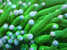 画像2: 【送料無料対象商品】【サンゴ】【通販】トーチコーラル（Full metallic Green）（個体販売）No.19（生体）（サンゴ） (2)