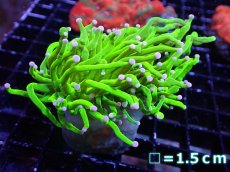 画像1: 【送料無料対象商品】【サンゴ】【通販】トーチコーラル（Full metallic Green）（個体販売）No.20（生体）（サンゴ） (1)