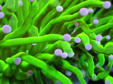 画像2: 【送料無料対象商品】【サンゴ】【通販】トーチコーラル（Full metallic Green）（個体販売）No.20（生体）（サンゴ） (2)