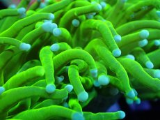 画像2: 【送料無料対象商品】【サンゴ】【通販】トーチコーラル（Full metallic Green）（個体販売）No.21（生体）（サンゴ） (2)