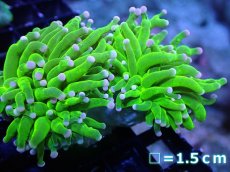画像1: 【送料無料対象商品】【サンゴ】【通販】トーチコーラル（Full metallic Green）（個体販売）No.22（生体）（サンゴ） (1)