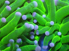 画像2: 【送料無料対象商品】【サンゴ】【通販】トーチコーラル（Full metallic Green）（個体販売）No.22（生体）（サンゴ） (2)