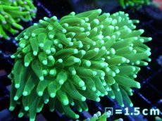 画像1: 【送料無料対象商品】【サンゴ】【通販】トーチコーラル（Full metallic Green）（個体販売）No.23（生体）（サンゴ） (1)