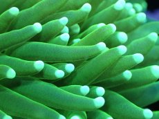 画像2: 【送料無料対象商品】【サンゴ】【通販】トーチコーラル（Full metallic Green）（個体販売）No.23（生体）（サンゴ） (2)