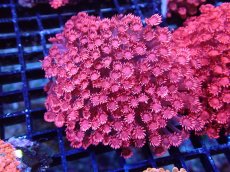 画像1: 【送料無料対象商品】【サンゴ】【通販】ハナガササンゴ（RED)Mサイズ（個体販売）（±8cm)No.1（生体）（サンゴ） (1)