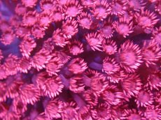 画像2: 【送料無料対象商品】【サンゴ】【通販】ハナガササンゴ（RED)Mサイズ（個体販売）（±8cm)No.1（生体）（サンゴ） (2)