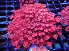 画像1: 【送料無料対象商品】【サンゴ】【通販】ハナガササンゴ（RED)Mサイズ（個体販売）（±8cm)No.2（生体）（サンゴ） (1)