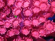 画像2: 【送料無料対象商品】【サンゴ】【通販】ハナガササンゴ（RED)Mサイズ（個体販売）（±8cm)No.2（生体）（サンゴ） (2)