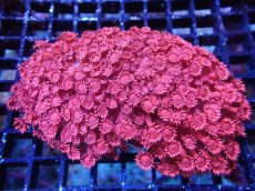 画像1: 【送料無料対象商品】【サンゴ】【通販】ハナガササンゴ（RED)MLサイズ（個体販売）（±11cm)No.3（生体）（サンゴ） (1)