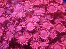 画像2: 【送料無料対象商品】【サンゴ】【通販】ハナガササンゴ（RED)MLサイズ（個体販売）（±11cm)No.3（生体）（サンゴ） (2)