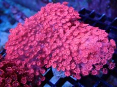 画像1: 【送料無料対象商品】【サンゴ】【通販】ハナガササンゴ（RED)MLサイズ（個体販売）（±11cm)No.4（生体）（サンゴ） (1)