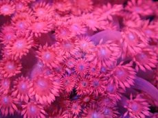 画像2: 【送料無料対象商品】【サンゴ】【通販】ハナガササンゴ（RED)MLサイズ（個体販売）（±11cm)No.4（生体）（サンゴ） (2)