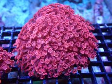 画像1: 【送料無料対象商品】【サンゴ】【通販】ハナガササンゴ（RED)MLサイズ（個体販売）（±11cm)No.5（生体）（サンゴ） (1)