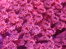 画像2: 【送料無料対象商品】【サンゴ】【通販】ハナガササンゴ（RED)MLサイズ（個体販売）（±11cm)No.5（生体）（サンゴ） (2)