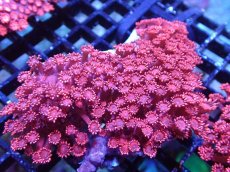 画像1: 【送料無料対象商品】【サンゴ】【通販】ハナガササンゴ（RED)MLサイズ（カット個体）（個体販売）（±11cm)No.6（生体）（サンゴ） (1)