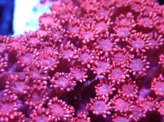 画像2: 【送料無料対象商品】【サンゴ】【通販】ハナガササンゴ（RED)MLサイズ（カット個体）（個体販売）（±11cm)No.6（生体）（サンゴ） (2)
