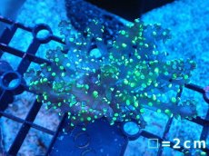 画像1: 【送料無料対象商品】【サンゴ】【通販】フラグコエダナガレハナサンゴ（Metallic Green)（個体販売）No.1（生体）（サンゴ） (1)