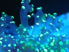 画像2: 【送料無料対象商品】【サンゴ】【通販】フラグコエダナガレハナサンゴ（Metallic Green)（個体販売）No.1（生体）（サンゴ） (2)