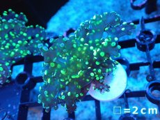 画像1: 【送料無料対象商品】【サンゴ】【通販】フラグコエダナガレハナサンゴ（Metallic Green)（個体販売）No.2（生体）（サンゴ） (1)