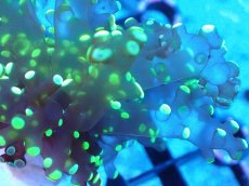 画像2: 【送料無料対象商品】【サンゴ】【通販】フラグコエダナガレハナサンゴ（Metallic Green)（個体販売）No.2（生体）（サンゴ） (2)