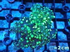 画像1: 【送料無料対象商品】【サンゴ】【通販】フラグコエダナガレハナサンゴ（Metallic Green)（個体販売）No.3（生体）（サンゴ） (1)