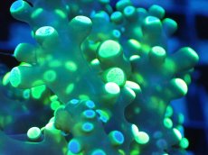 画像2: 【送料無料対象商品】【サンゴ】【通販】フラグコエダナガレハナサンゴ（Metallic Green)（個体販売）No.3（生体）（サンゴ） (2)