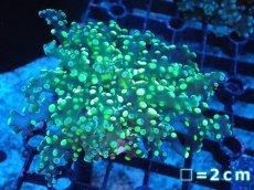 画像1: 【送料無料対象商品】【サンゴ】【通販】フラグコエダナガレハナサンゴ（Metallic Green)（個体販売）No.4（生体）（サンゴ） (1)
