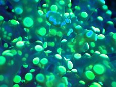 画像2: 【送料無料対象商品】【サンゴ】【通販】フラグコエダナガレハナサンゴ（Metallic Green)（個体販売）No.4（生体）（サンゴ） (2)