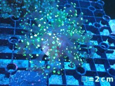 画像1: 【送料無料対象商品】【サンゴ】【通販】フラグコエダナガレハナサンゴ（Metallic Green)（個体販売）No.5（生体）（サンゴ） (1)