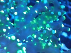 画像2: 【送料無料対象商品】【サンゴ】【通販】フラグコエダナガレハナサンゴ（Metallic Green)（個体販売）No.5（生体）（サンゴ） (2)