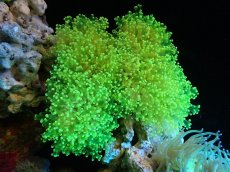 画像1: 【サンゴまとめ買い割引き10％〜20%OFF対象商品】【サンゴ】【通販】タコアシサンゴ（Yellow/Green)Lサイズ（個体販売）（±15-17cm)No.1（生体）（サンゴ） (1)