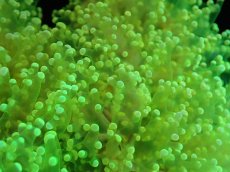 画像2: 【サンゴまとめ買い割引き10％〜20%OFF対象商品】【サンゴ】【通販】タコアシサンゴ（Yellow/Green)Lサイズ（個体販売）（±15-17cm)No.1（生体）（サンゴ） (2)