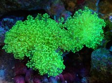 画像1: 【サンゴまとめ買い割引き10％〜20%OFF対象商品】【サンゴ】【通販】タコアシサンゴ（Yellow/Green)Lサイズ（個体販売）（±15-17cm)No.2（生体）（サンゴ） (1)