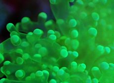 画像2: 【サンゴまとめ買い割引き10％〜20%OFF対象商品】【サンゴ】【通販】タコアシサンゴ（Yellow/Green)Lサイズ（個体販売）（±15-17cm)No.2（生体）（サンゴ） (2)