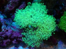 画像1: 【サンゴまとめ買い割引き10％〜20%OFF対象商品】【サンゴ】【通販】タコアシサンゴ（Clear Green)Mサイズ（個体販売）（±10-12cm)No.3（生体）（サンゴ） (1)