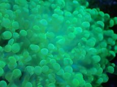 画像2: 【サンゴまとめ買い割引き10％〜20%OFF対象商品】【サンゴ】【通販】タコアシサンゴ（Clear Green)Mサイズ（個体販売）（±10-12cm)No.3（生体）（サンゴ） (2)