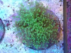 画像1: 【サンゴまとめ買い割引き10％〜20%OFF対象商品】【サンゴ】【通販】ブリードタコアシサンゴ（メタリックグリーン）SMサイズ（個体販売）（±6-7cm)No.4（生体）（サンゴ） (1)