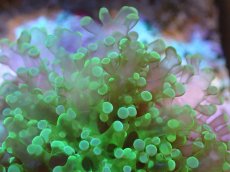 画像2: 【サンゴまとめ買い割引き10％〜20%OFF対象商品】【サンゴ】【通販】ブリードタコアシサンゴ（メタリックグリーン）SMサイズ（個体販売）（±6-7cm)No.4（生体）（サンゴ） (2)