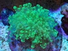 画像1: 【サンゴまとめ買い割引き10％〜20%OFF対象商品】【サンゴ】【通販】ブリードタコアシサンゴ（メタリックグリーン）SMサイズ（個体販売）（±6-7cm)No.5（生体）（サンゴ） (1)