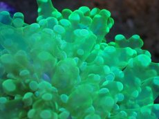 画像2: 【サンゴまとめ買い割引き10％〜20%OFF対象商品】【サンゴ】【通販】ブリードタコアシサンゴ（メタリックグリーン）SMサイズ（個体販売）（±6-7cm)No.5（生体）（サンゴ） (2)