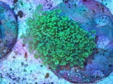 画像1: 【サンゴまとめ買い割引き10％〜20%OFF対象商品】【サンゴ】【通販】ブリードタコアシサンゴ（メタリックグリーン）SMサイズ（個体販売）（±6-7cm)No.6（生体）（サンゴ） (1)