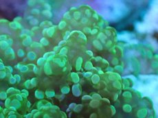 画像2: 【サンゴまとめ買い割引き10％〜20%OFF対象商品】【サンゴ】【通販】ブリードタコアシサンゴ（メタリックグリーン）SMサイズ（個体販売）（±6-7cm)No.6（生体）（サンゴ） (2)