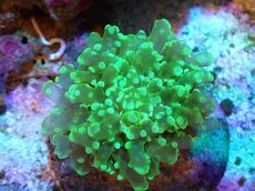 画像1: 【サンゴまとめ買い割引き10％〜20%OFF対象商品】【サンゴ】【通販】ブリードタコアシサンゴ（メタリックグリーン）SMサイズ（個体販売）（±6-7cm)No.7（生体）（サンゴ） (1)