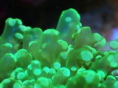 画像2: 【サンゴまとめ買い割引き10％〜20%OFF対象商品】【サンゴ】【通販】ブリードタコアシサンゴ（メタリックグリーン）SMサイズ（個体販売）（±6-7cm)No.7（生体）（サンゴ） (2)