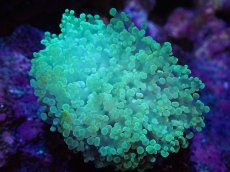 画像1: 【サンゴまとめ買い割引き10％〜20%OFF対象商品】【サンゴ】【通販】タコアシサンゴ（Clear Green)SMサイズ（個体販売）（±6-7cm)No.8（生体）（サンゴ） (1)