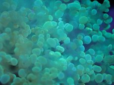 画像2: 【サンゴまとめ買い割引き10％〜20%OFF対象商品】【サンゴ】【通販】タコアシサンゴ（Clear Green)SMサイズ（個体販売）（±6-7cm)No.8（生体）（サンゴ） (2)