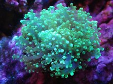 画像1: 【サンゴまとめ買い割引き10％〜20%OFF対象商品】【サンゴ】【通販】タコアシサンゴ（メタリックグリーン)Mサイズ（個体販売）（±9-10cm)No.9（生体）（サンゴ） (1)